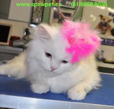CERTIFIED DOG AND CAT GROOMER - Photo 2