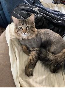 CERTIFIED DOG AND CAT GROOMER - Photo 3