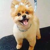 CERTIFIED DOG AND CAT GROOMER - Photo 4