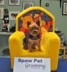 CERTIFIED DOG AND CAT GROOMER - Photo 6