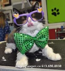 CERTIFIED DOG AND CAT GROOMER - Photo 7