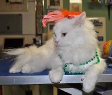 CERTIFIED DOG AND CAT GROOMER - Photo 8