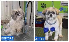 CERTIFIED DOG AND CAT GROOMER - Photo 9