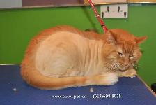 CERTIFIED DOG AND CAT GROOMER - Photo 10