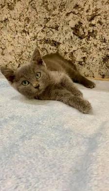 purebreed russian blue kitten - Photo 3