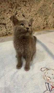 purebreed russian blue kitten - Photo 4