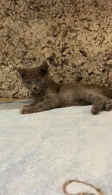 purebreed russian blue kitten - Photo 5