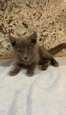purebreed russian blue kitten - Photo 7