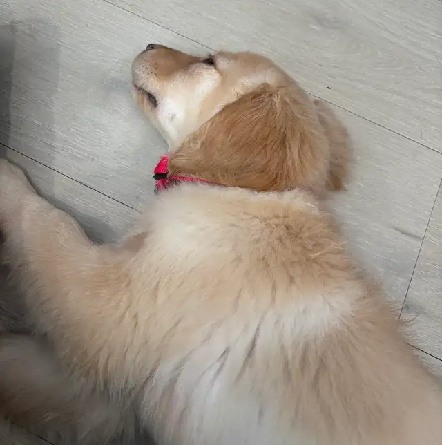 FULLY VACCINATED GOLDADOR FEMALE