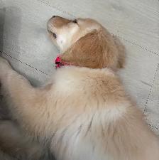 FULLY VACCINATED GOLDADOR FEMALE