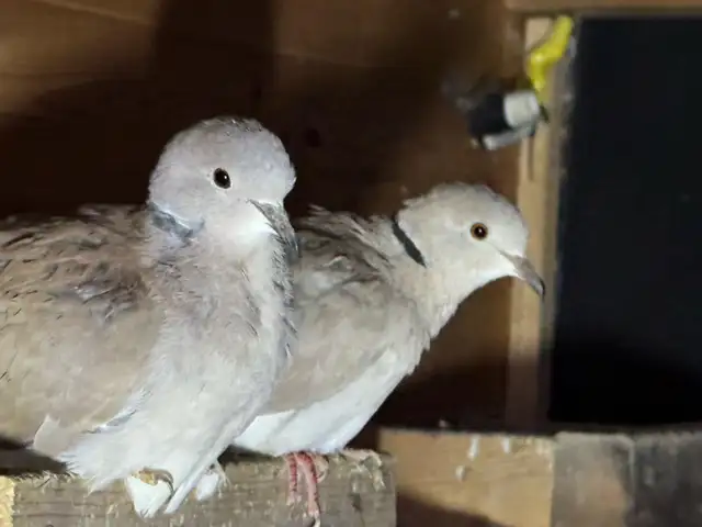 Doves for sale