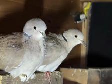 Doves for sale