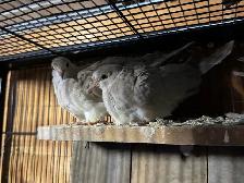 Doves for sale - Photo 2