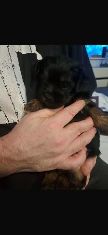 shorkie puppies for sale ($500) - Photo 2