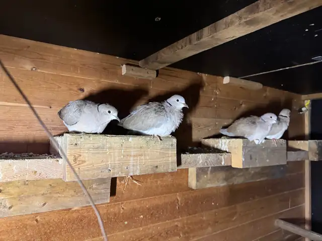 Doves For roaming