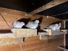 Doves For roaming