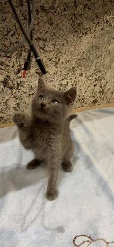 ❤️purebred Russian blue kitten ❤️ - Photo 5