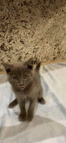 ❤️purebred Russian blue kitten ❤️ - Photo 6