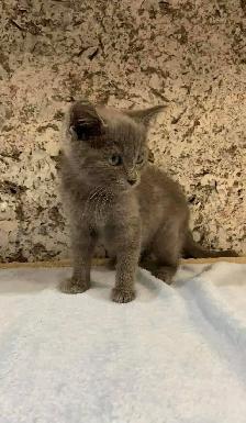 ❤️purebred Russian blue kitten ❤️ - Photo 7