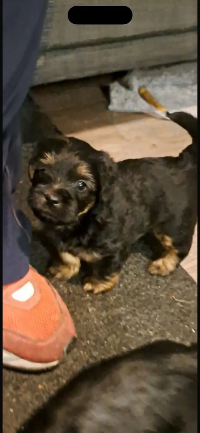 shorkie puppies for sale