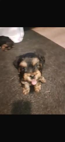 shorkie puppies for sale - Photo 2