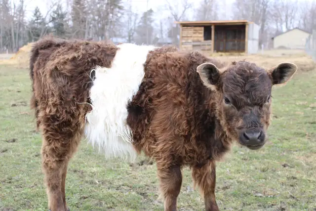 Belted Galloway Heifer