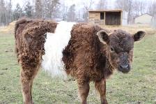 Belted Galloway Heifer