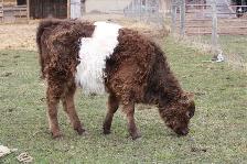 Belted Galloway Heifer - Photo 2