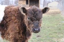 Belted Galloway Heifer - Photo 3