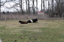 Belted Galloway Heifer - Photo 4