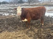 Hereford bred cows