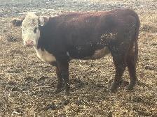 Hereford bred cows - Photo 2