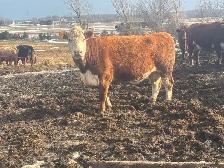 Hereford bred cows - Photo 3