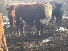 Hereford bred cows - Photo 4