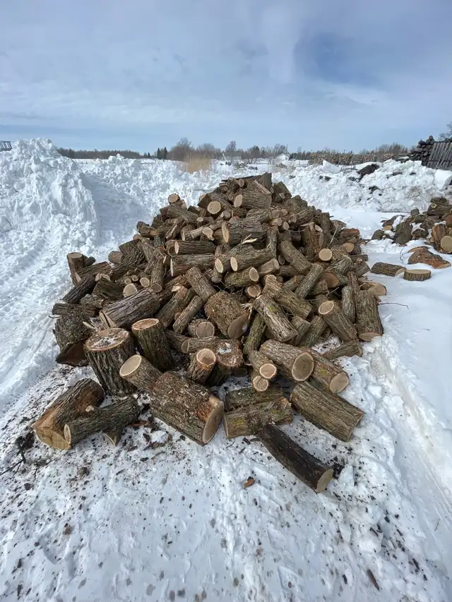 Oak Firewood