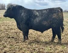 ANGUS BULLS FORSALE