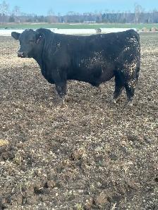 ANGUS BULLS FORSALE - Photo 2