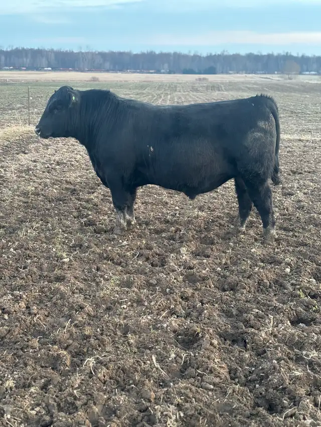 ANGUS BULLS FORSALE - Photo 3