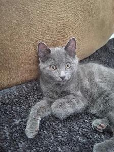 13 week old kitten - Photo 2