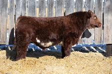 Performance Shorthorn Bull