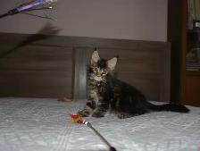 MAINE COON KITTENS, PUREBRED