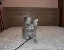 MAINE COON KITTENS, PUREBRED - Photo 2