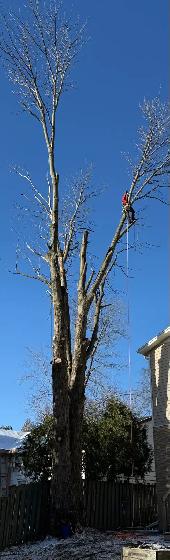 iCLIMB TREE SERVICE - Photo 2