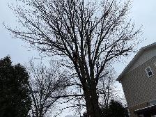 iCLIMB TREE SERVICE - Photo 3