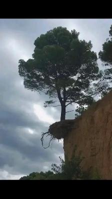 iCLIMB TREE SERVICE - Photo 6