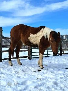 Flashy Bay paint gelding