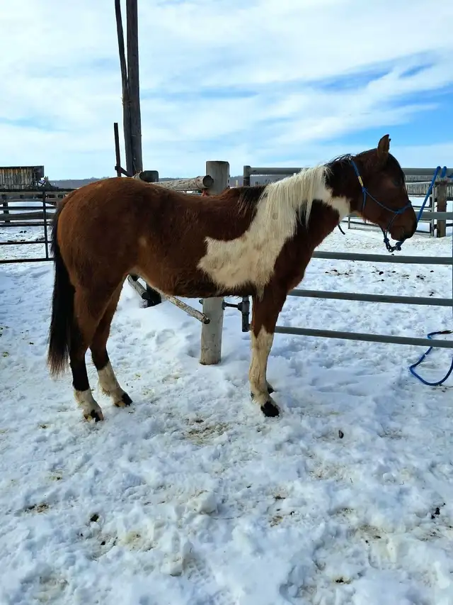 Flashy Bay paint gelding - Photo 2