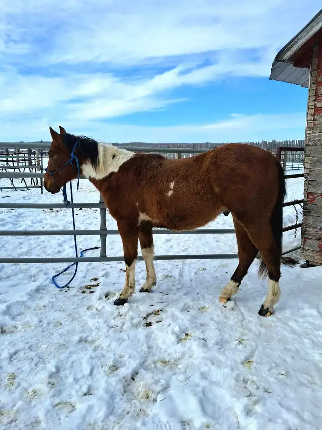 Flashy Bay paint gelding - Photo 3