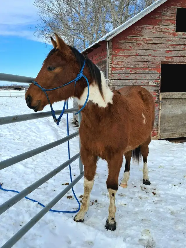 Flashy Bay paint gelding - Photo 4