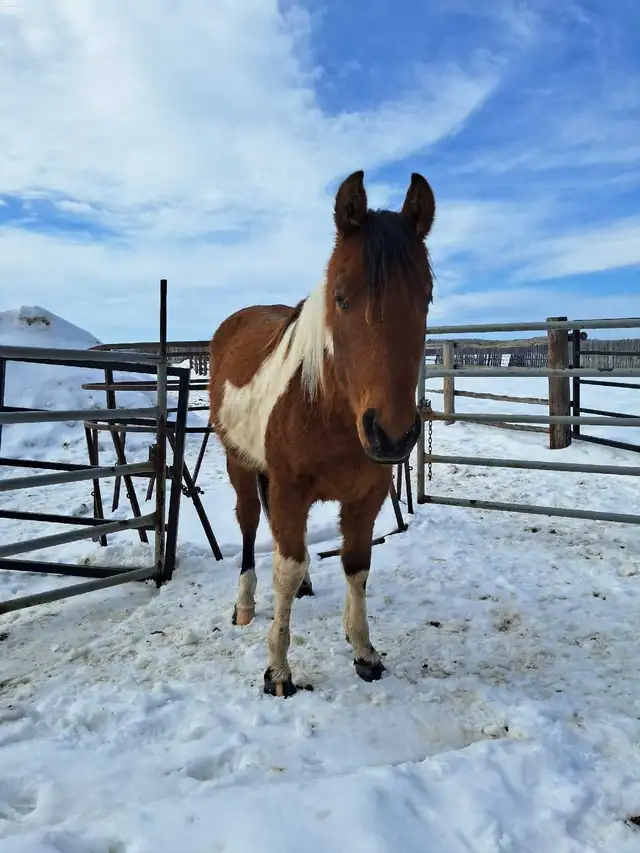 Flashy Bay paint gelding - Photo 5